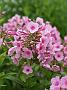 Phlox Inta